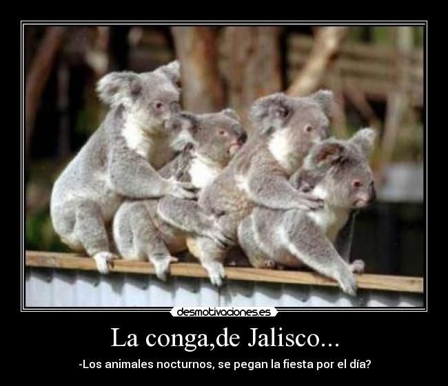 La conga,de Jalisco... - -Los animales nocturnos, se pegan la fiesta por el día?