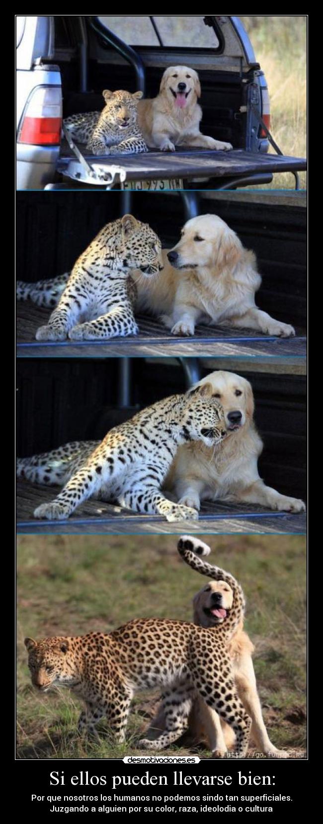 Si ellos pueden llevarse bien: -