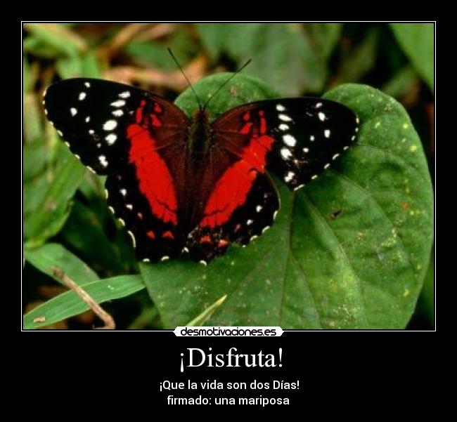 ¡Disfruta! - ¡Que la vida son dos Días!
firmado: una mariposa