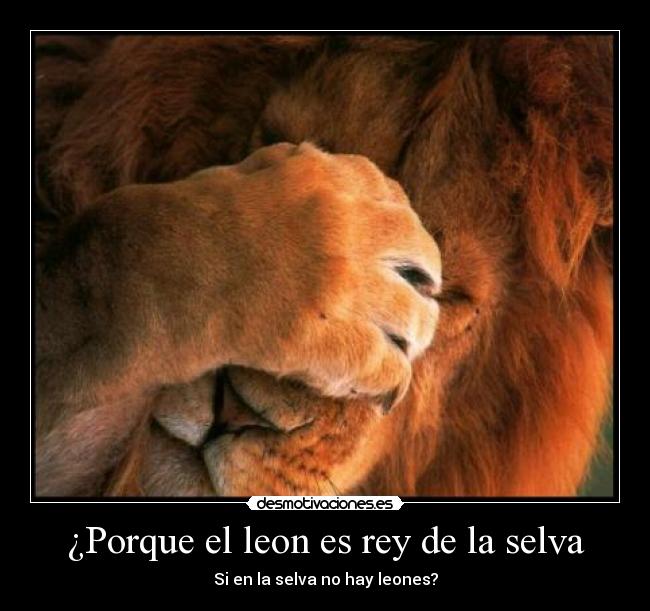 ¿Porque el leon es rey de la selva - Si en la selva no hay leones?