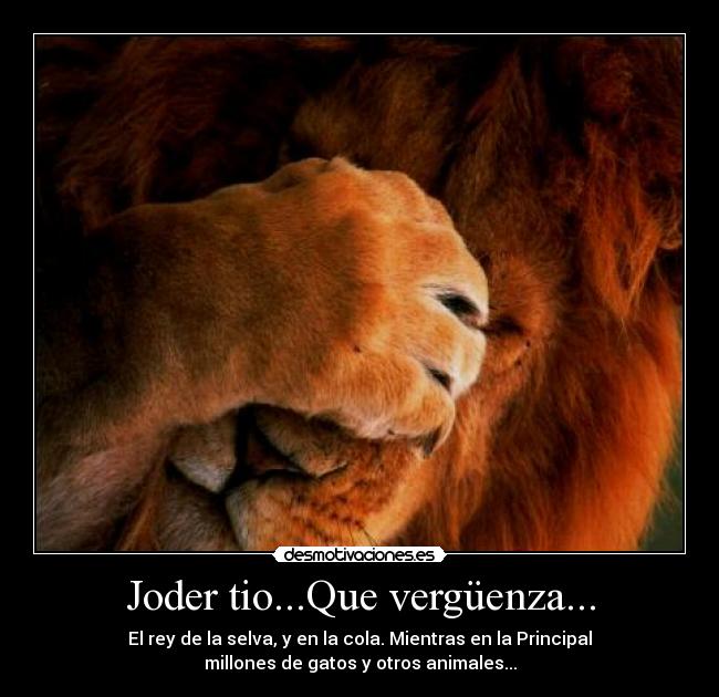 Joder tio...Que vergüenza... - El rey de la selva, y en la cola. Mientras en la Principal
millones de gatos y otros animales...