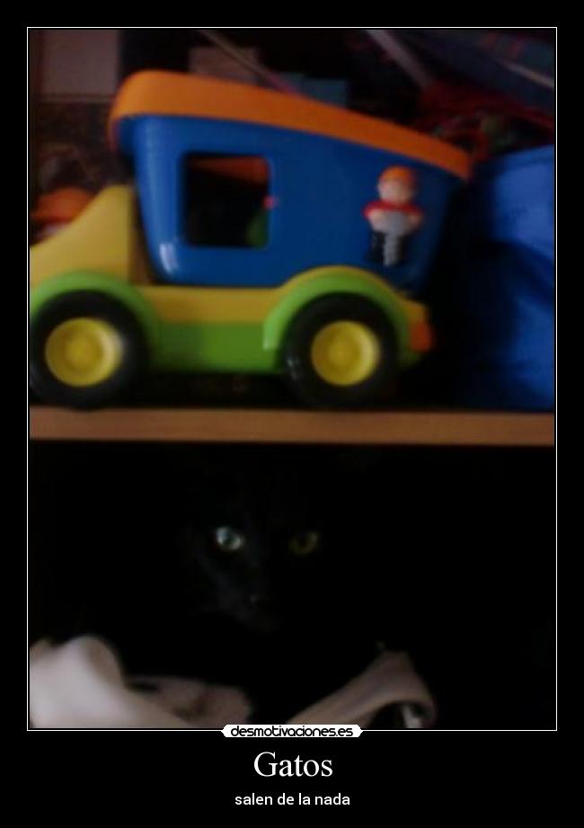 Gatos - salen de la nada