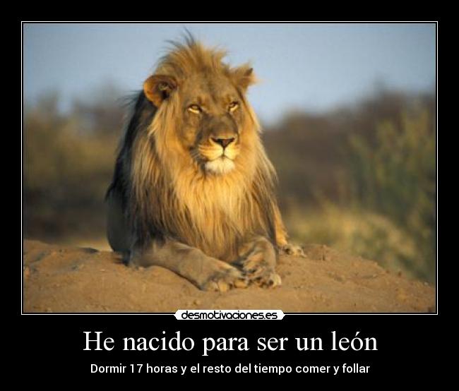 He nacido para ser un león - 