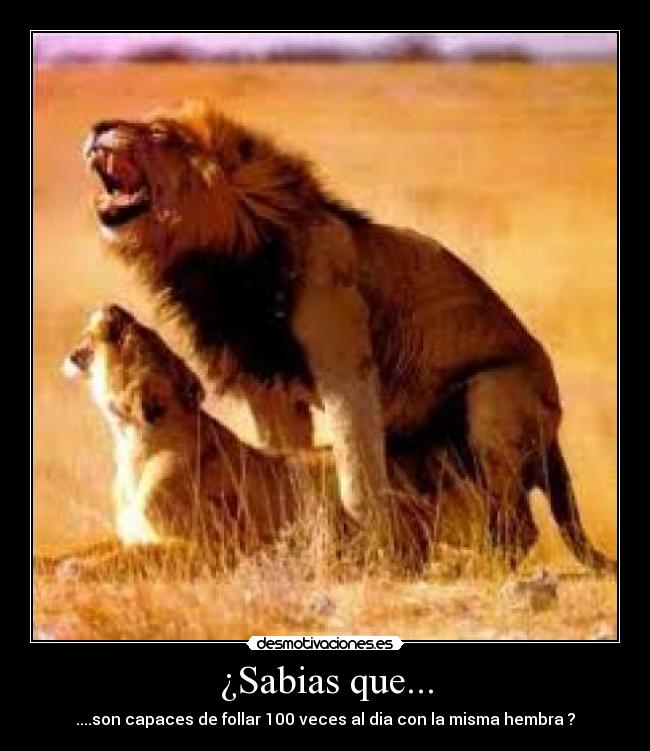 ¿Sabias que... - ....son capaces de follar 100 veces al dia con la misma hembra ?