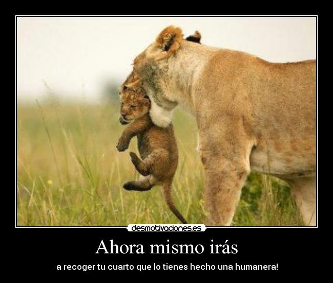 Ahora mismo irás - a recoger tu cuarto que lo tienes hecho una humanera!