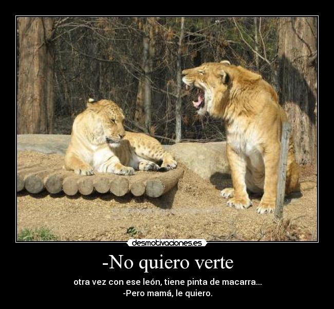 -No quiero verte - otra vez con ese león, tiene pinta de macarra...
-Pero mamá, le quiero.
