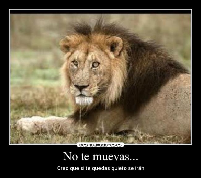 carteles quedate quieto muevas desmotivaciones