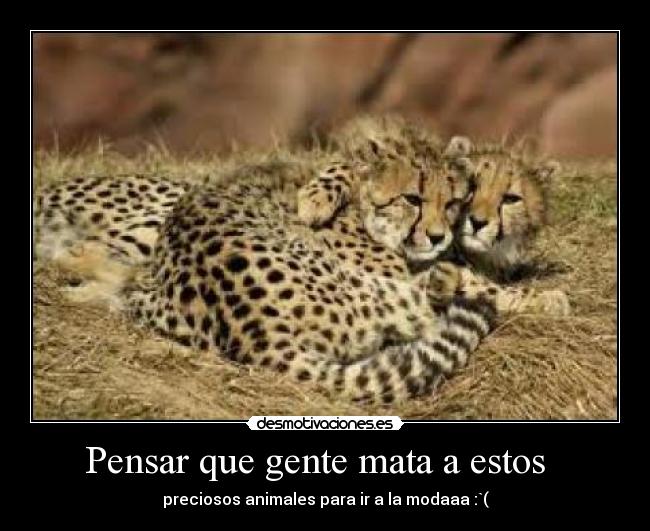 Pensar que gente mata a estos   - preciosos animales para ir a la modaaa :`(