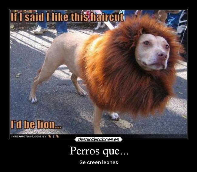 Perros que... -