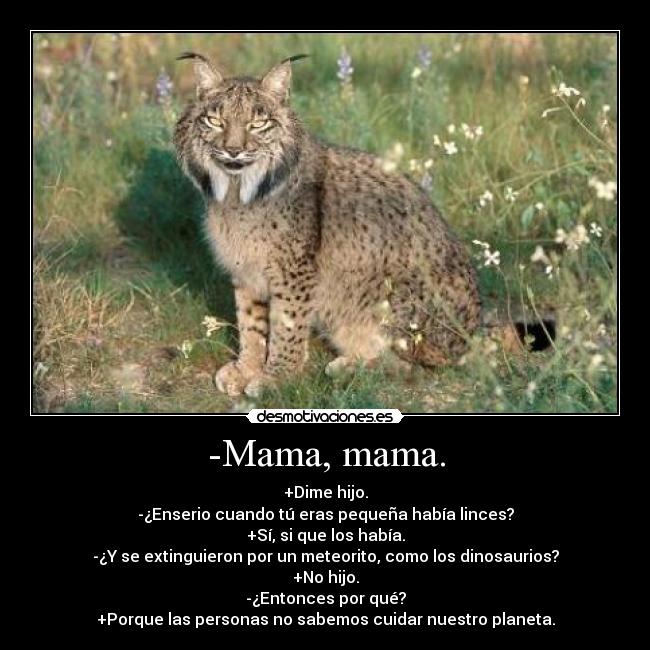 -Mama, mama. - +Dime hijo.
-¿Enserio cuando tú eras pequeña había linces?
+Sí, si que los había.
-¿Y se extinguieron por un meteorito, como los dinosaurios?
+No hijo.
-¿Entonces por qué?
+Porque las personas no sabemos cuidar nuestro planeta.