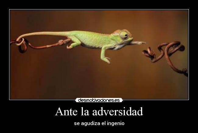 Ante la adversidad - 
