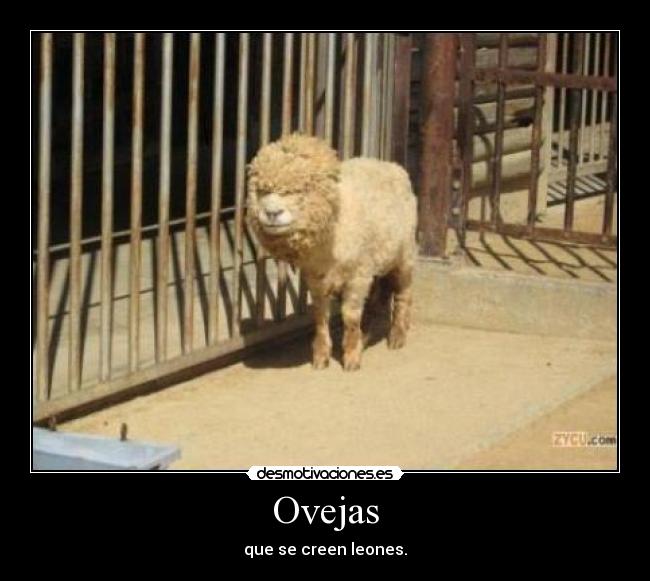 Ovejas -
