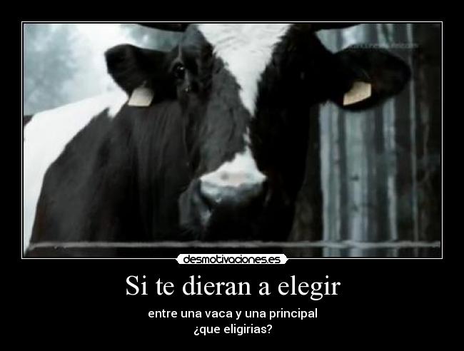 carteles vaca desmotivaciones