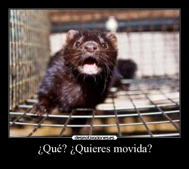 ¿Qué? ¿Quieres movida? -