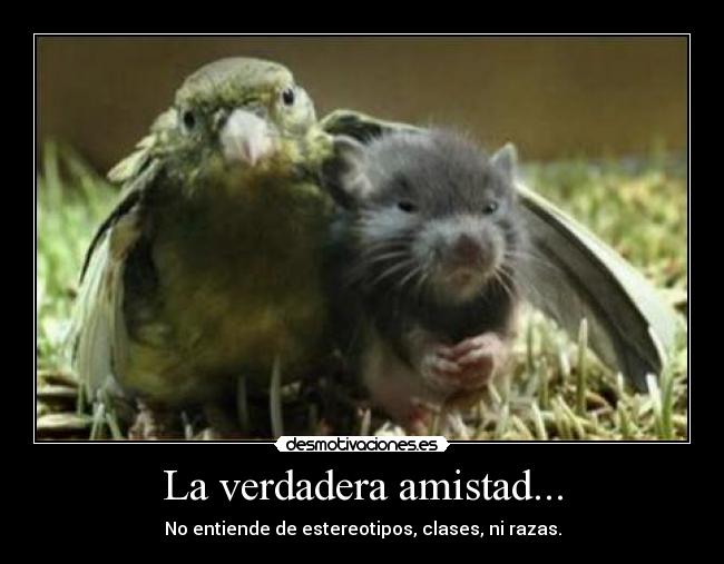 La verdadera amistad... - No entiende de estereotipos, clases, ni razas.