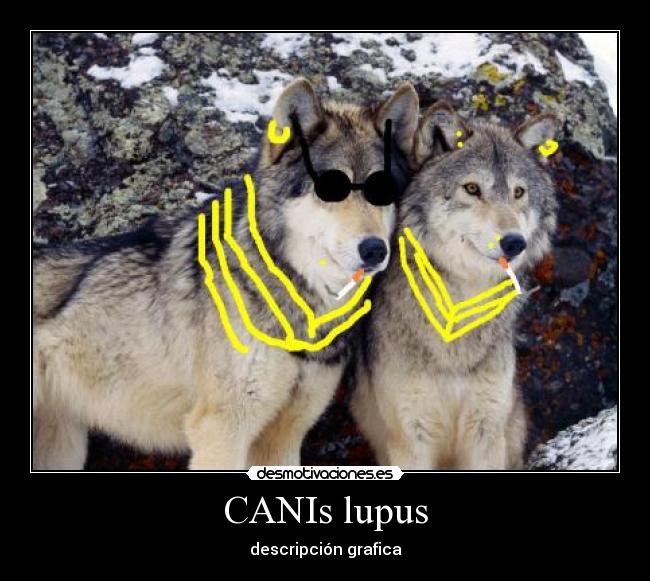 CANIs lupus - descripción grafica