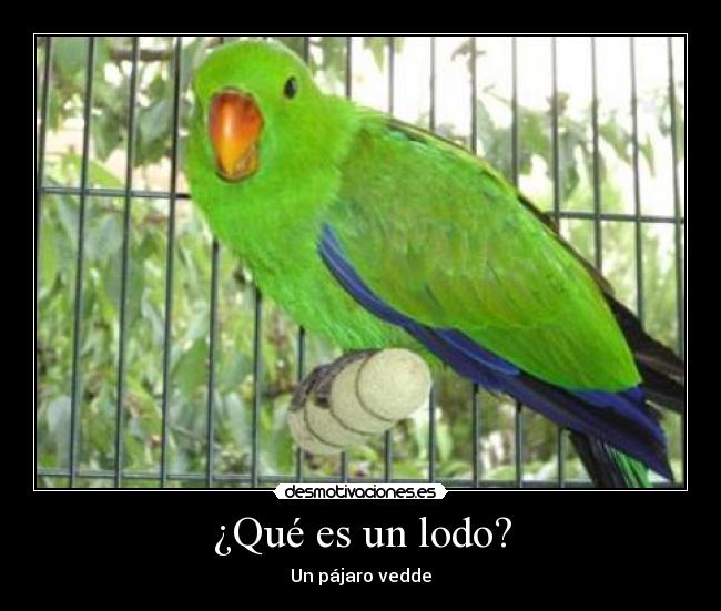 ¿Qué es un lodo? - Un pájaro vedde