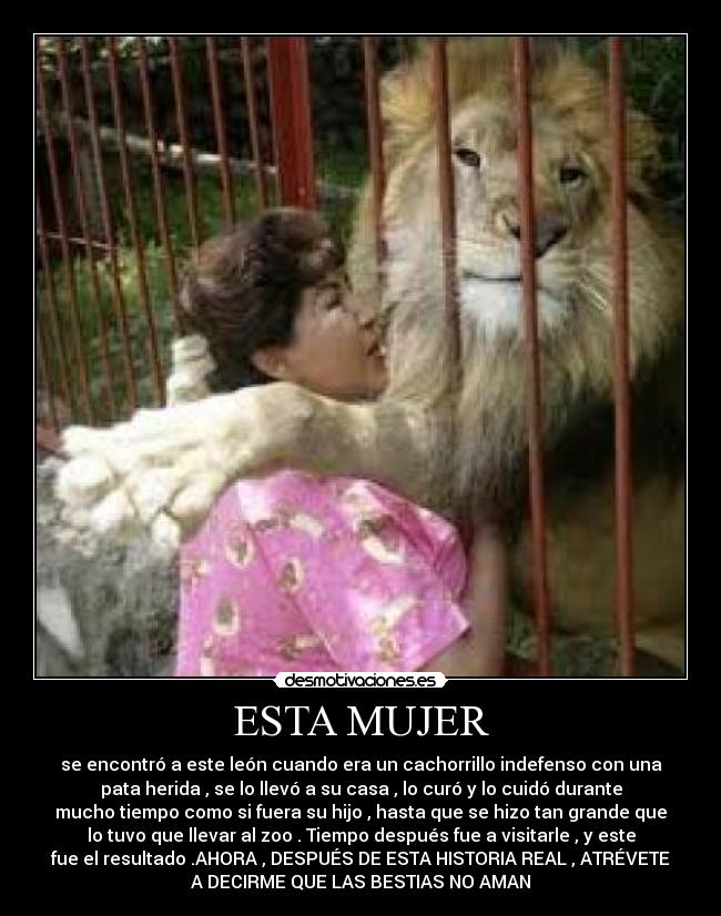 ESTA MUJER - se encontró a este león cuando era un cachorrillo indefenso con una
pata herida , se lo llevó a su casa , lo curó y lo cuidó durante
mucho tiempo como si fuera su hijo , hasta que se hizo tan grande que
lo tuvo que llevar al zoo . Tiempo después fue a visitarle , y este
fue el resultado .AHORA , DESPUÉS DE ESTA HISTORIA REAL , ATRÉVETE
A DECIRME QUE LAS BESTIAS NO AMAN
