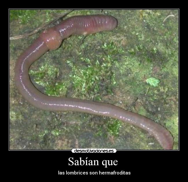 Sabían que  - 