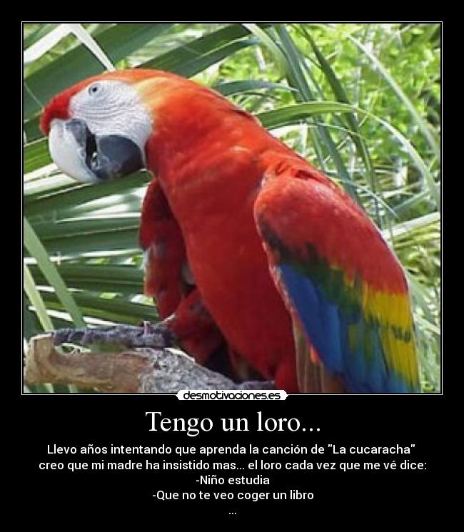Tengo un loro... -