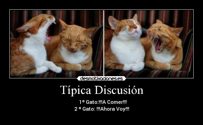 Típica Discusión - 1º Gato:!!!A Comer!!!
2 º Gato: !!!Ahora Voy!!!