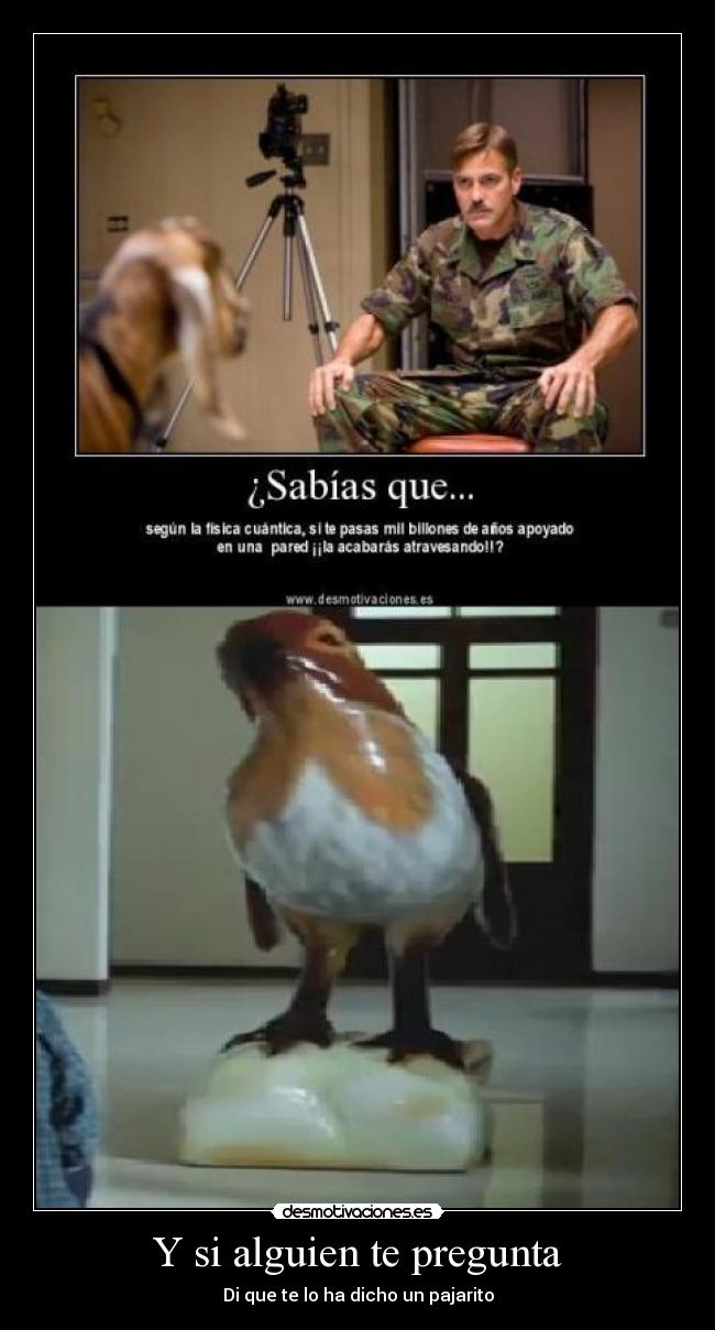 carteles pajarito cartel alguien preguntar desmotivaciones