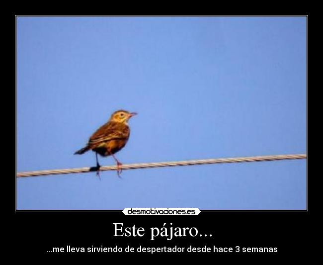 Este pájaro... - ...me lleva sirviendo de despertador desde hace 3 semanas
