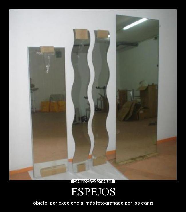 carteles espejos objeto por excelencia mas fotografiado por los canis desmotivaciones