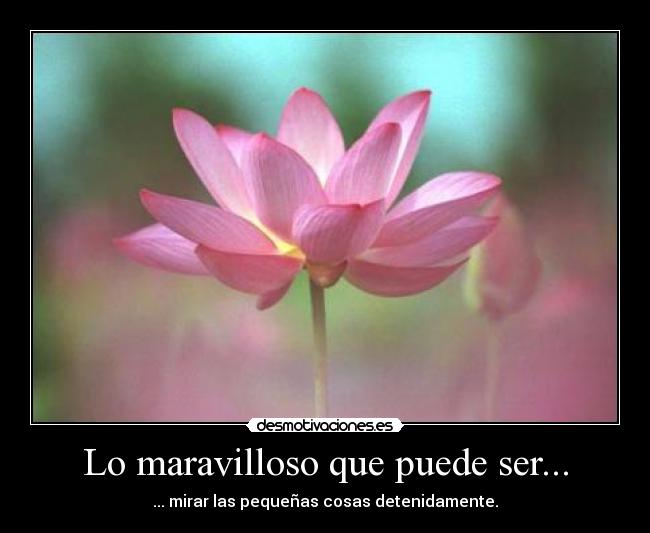 Lo maravilloso que puede ser... - ... mirar las pequeñas cosas detenidamente.
