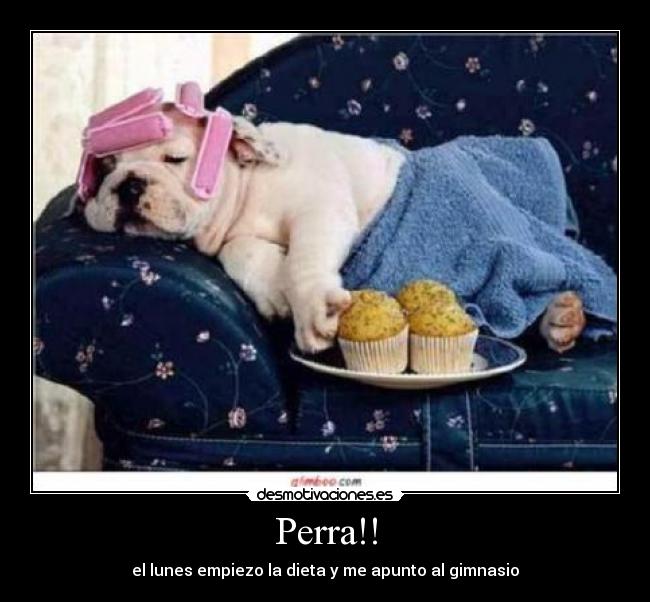 Perra!! - el lunes empiezo la dieta y me apunto al gimnasio