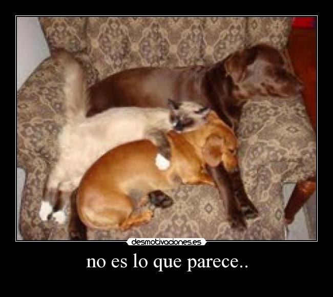no es lo que parece.. -