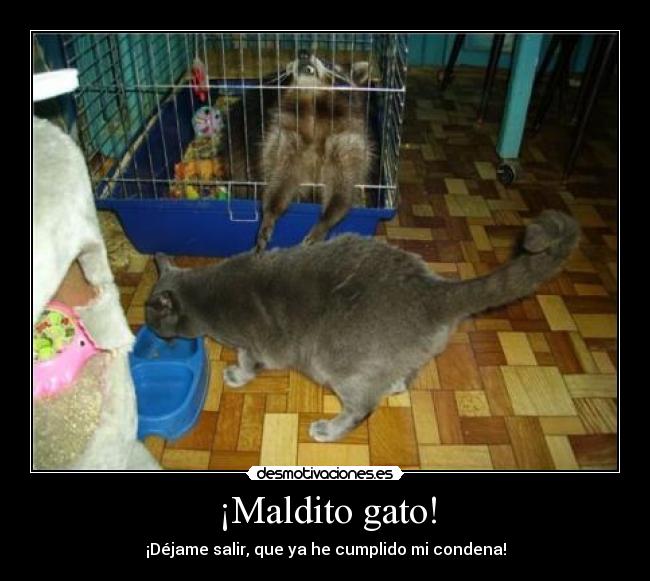 ¡Maldito gato! - 