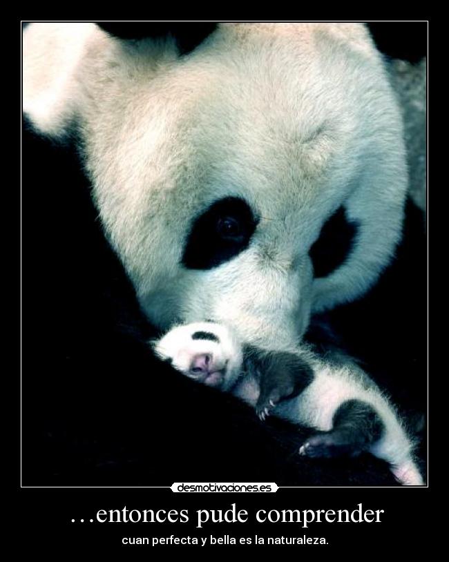 …entonces pude comprender -