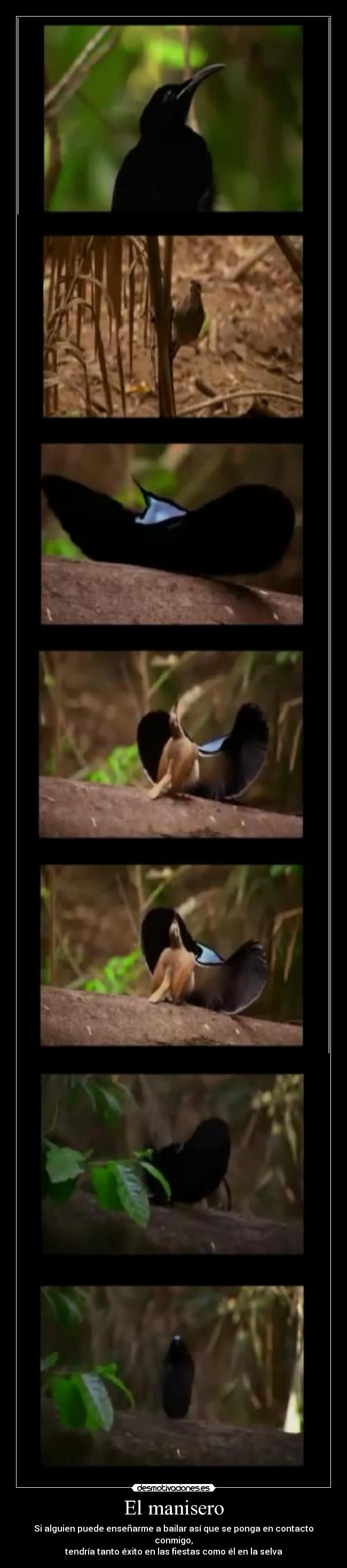 carteles manisero desmotivaciones