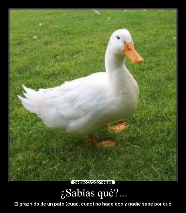 ¿Sabías qué?... - 