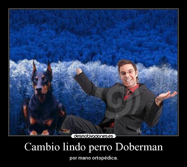 Cambio lindo perro Doberman - por mano ortopédica.