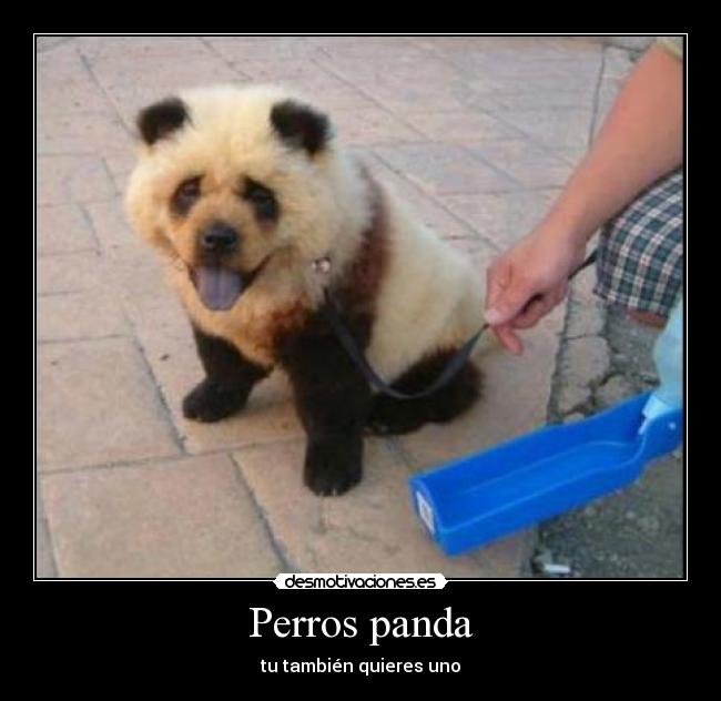 Perros panda - 