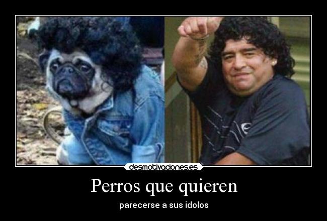 Perros que quieren -