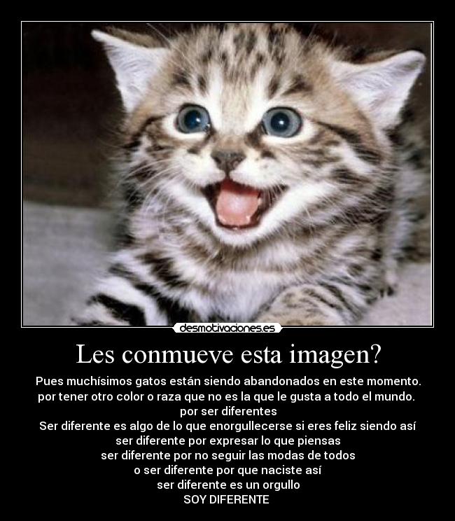 Les conmueve esta imagen? - Pues muchísimos gatos están siendo abandonados en este momento.
por tener otro color o raza que no es la que le gusta a todo el mundo.
por ser diferentes
Ser diferente es algo de lo que enorgullecerse si eres feliz siendo así
ser diferente por expresar lo que piensas
ser diferente por no seguir las modas de todos
o ser diferente por que naciste así
ser diferente es un orgullo
SOY DIFERENTE