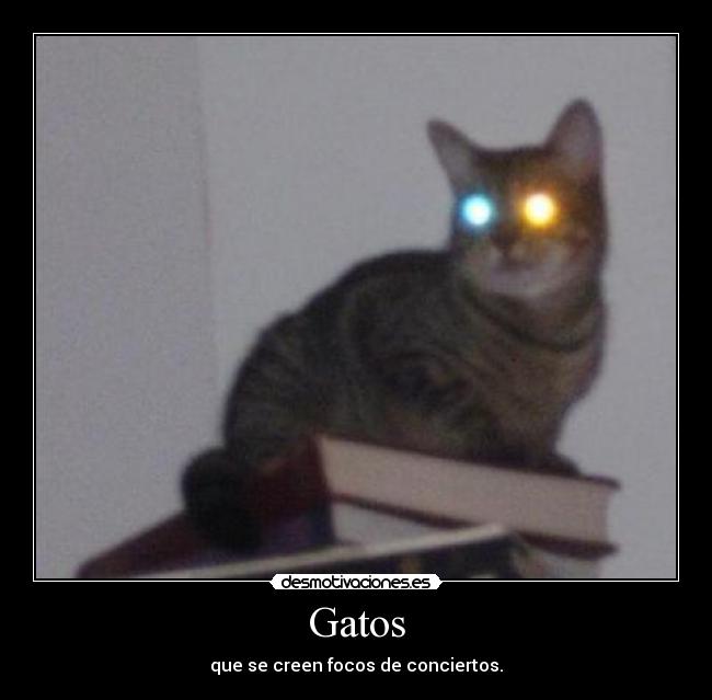 Gatos -