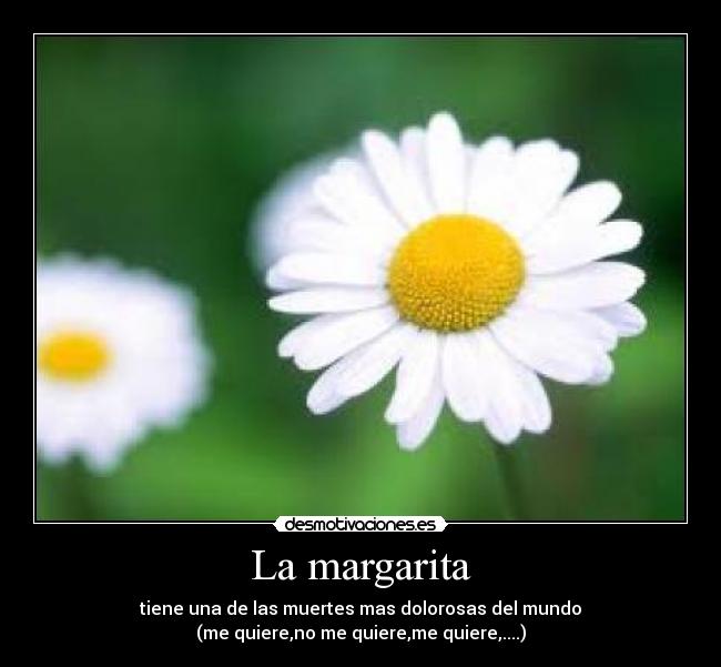 La margarita -