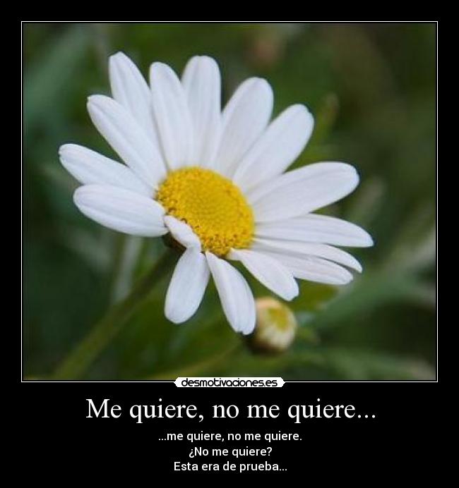 Me quiere, no me quiere... -