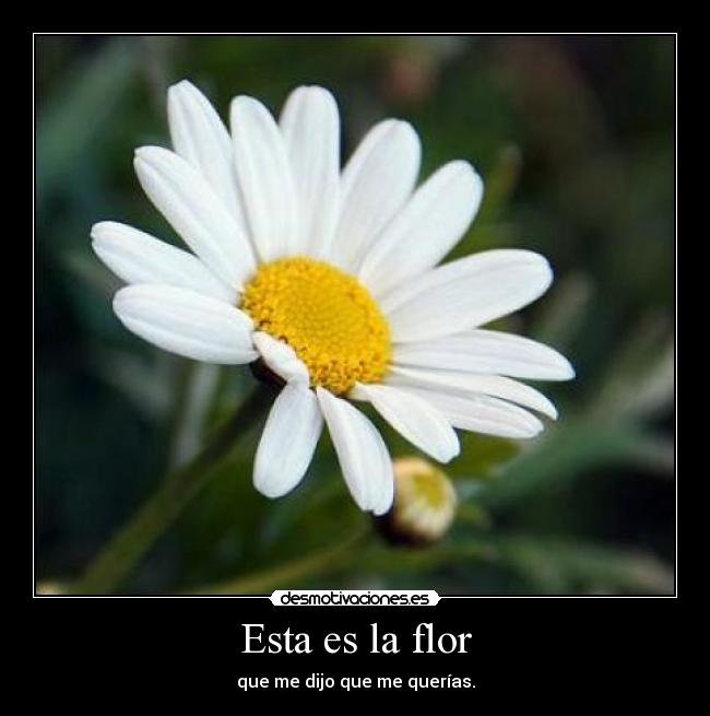 Esta es la flor - que me dijo que me querías.