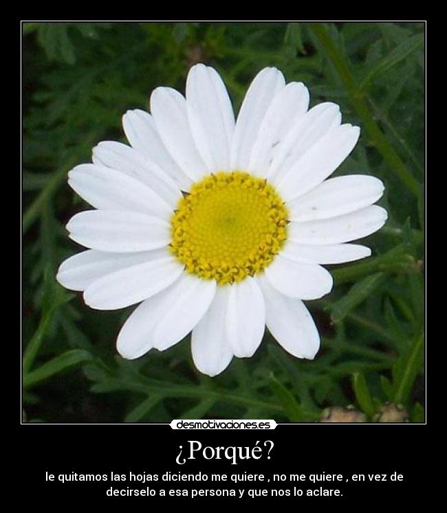 ¿Porqué? - le quitamos las hojas diciendo me quiere , no me quiere , en vez de
decirselo a esa persona y que nos lo aclare.