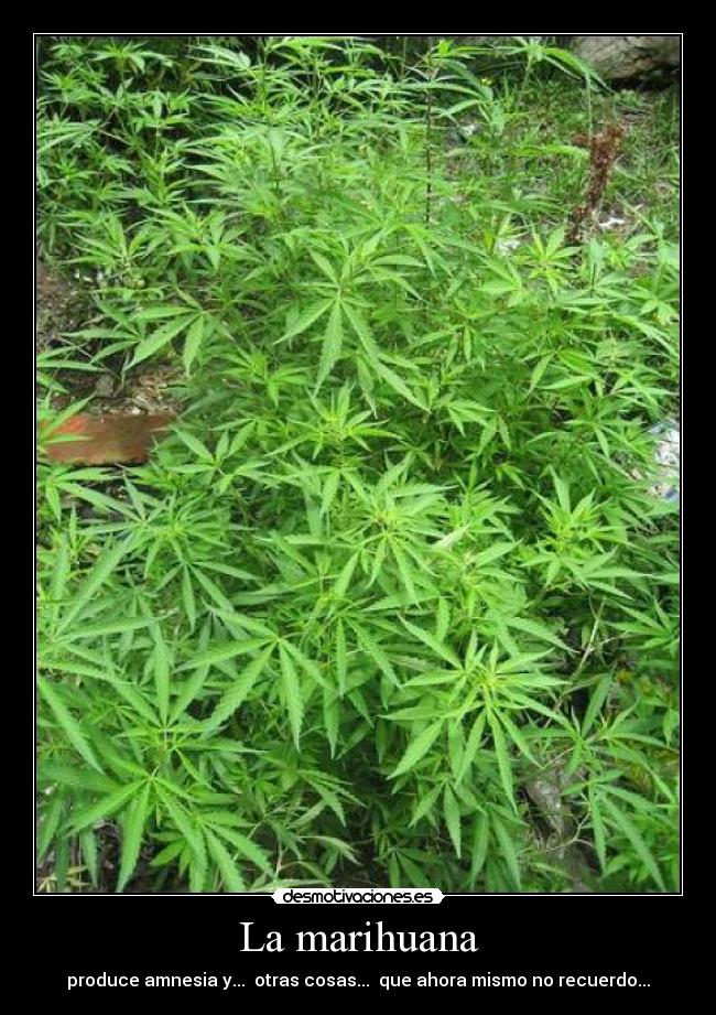 La marihuana - produce amnesia y... otras cosas... que ahora mismo no recuerdo...