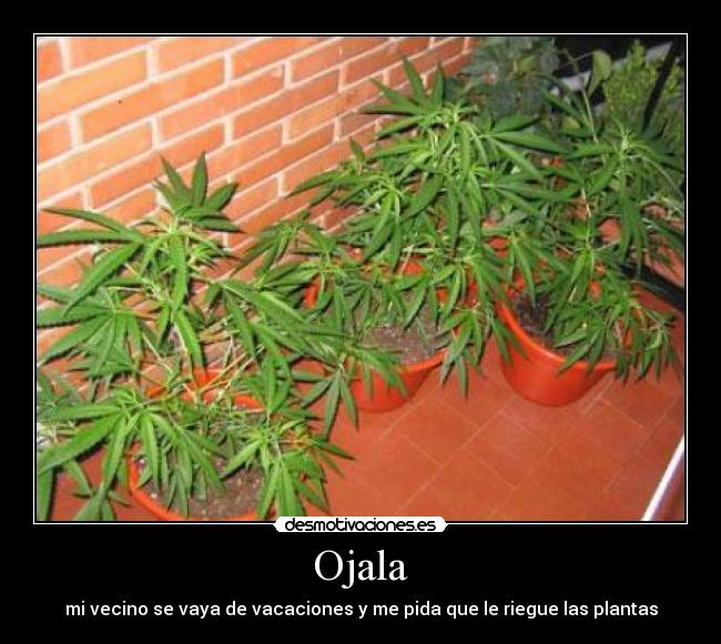 Ojala - 