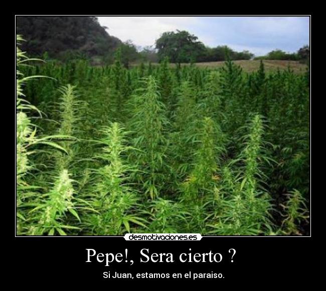 Pepe!, Sera cierto ? -
