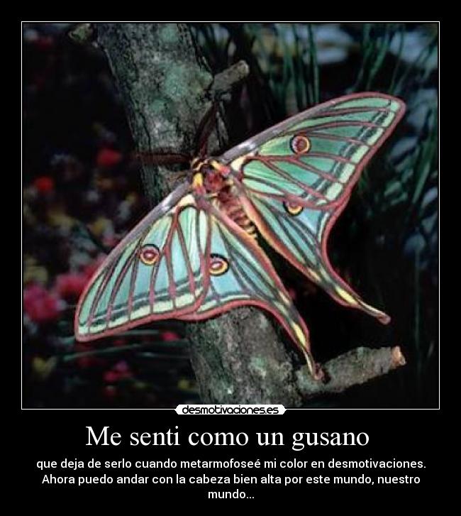 carteles gusano mariposa metamorfosis desmotivaciones