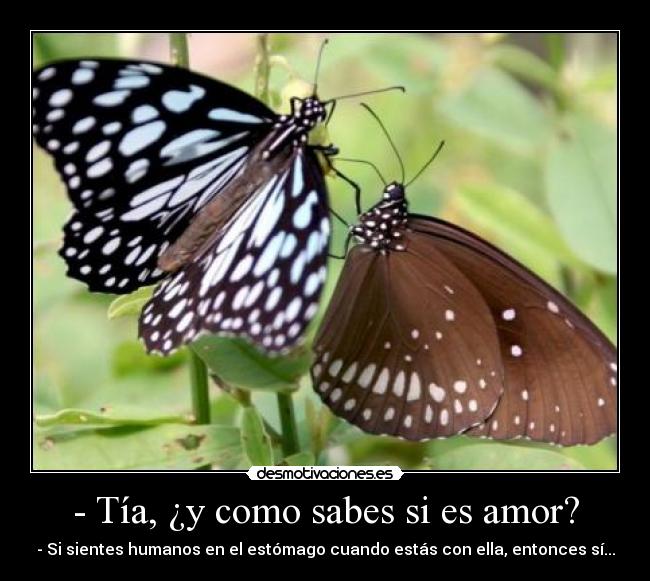 - Tía, ¿y como sabes si es amor? - 