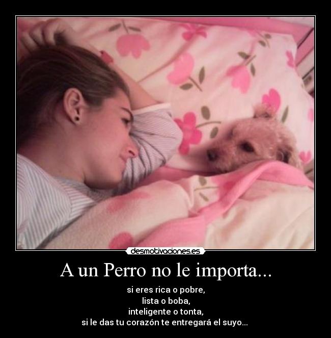A un Perro no le importa... -